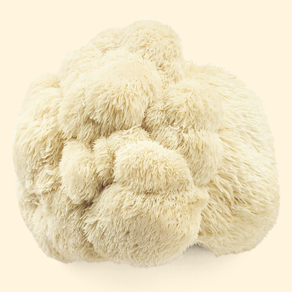 Lion's Mane Mushroom