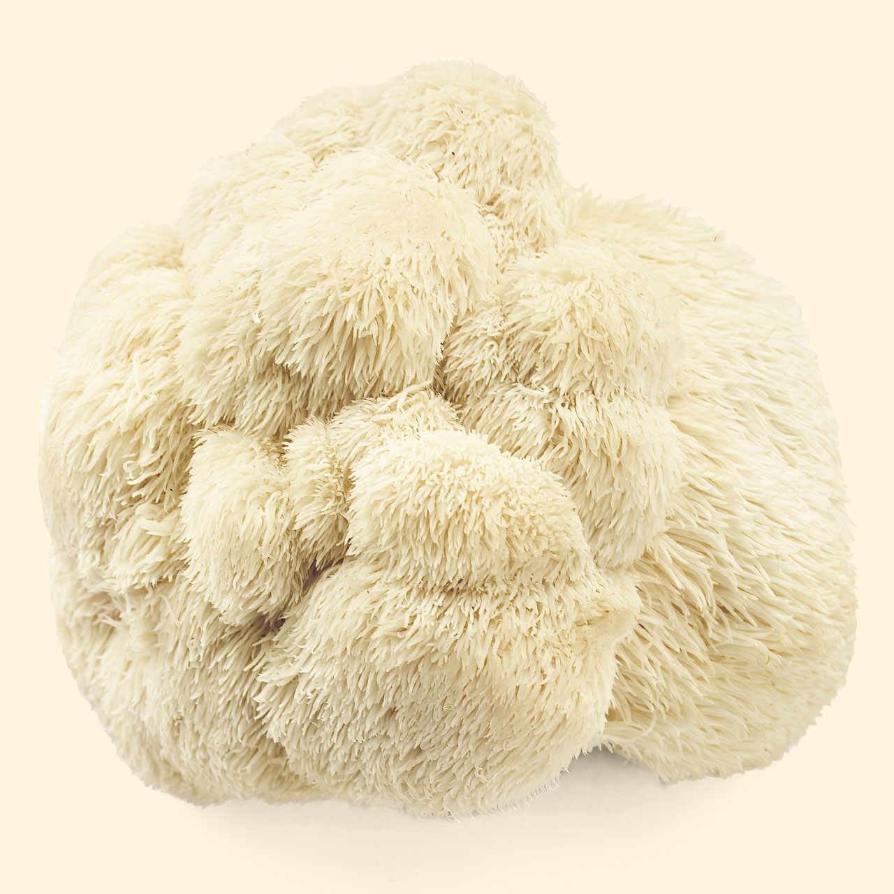 product-lions-mane-mushrooms Lion's Mane Mushroom