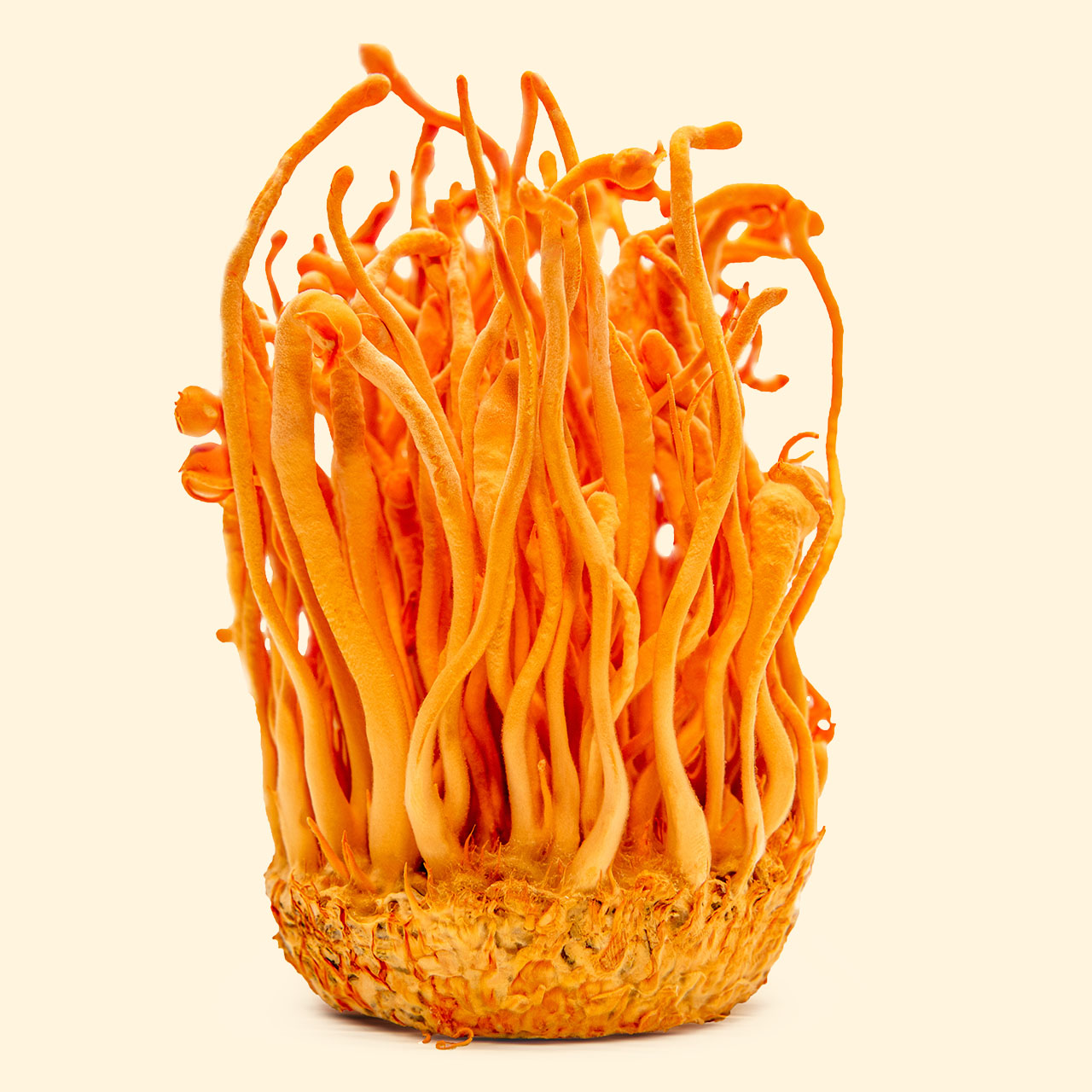 product-cordyceps-mushroom-extract-tincture copy Cordyceps Mushrooms
