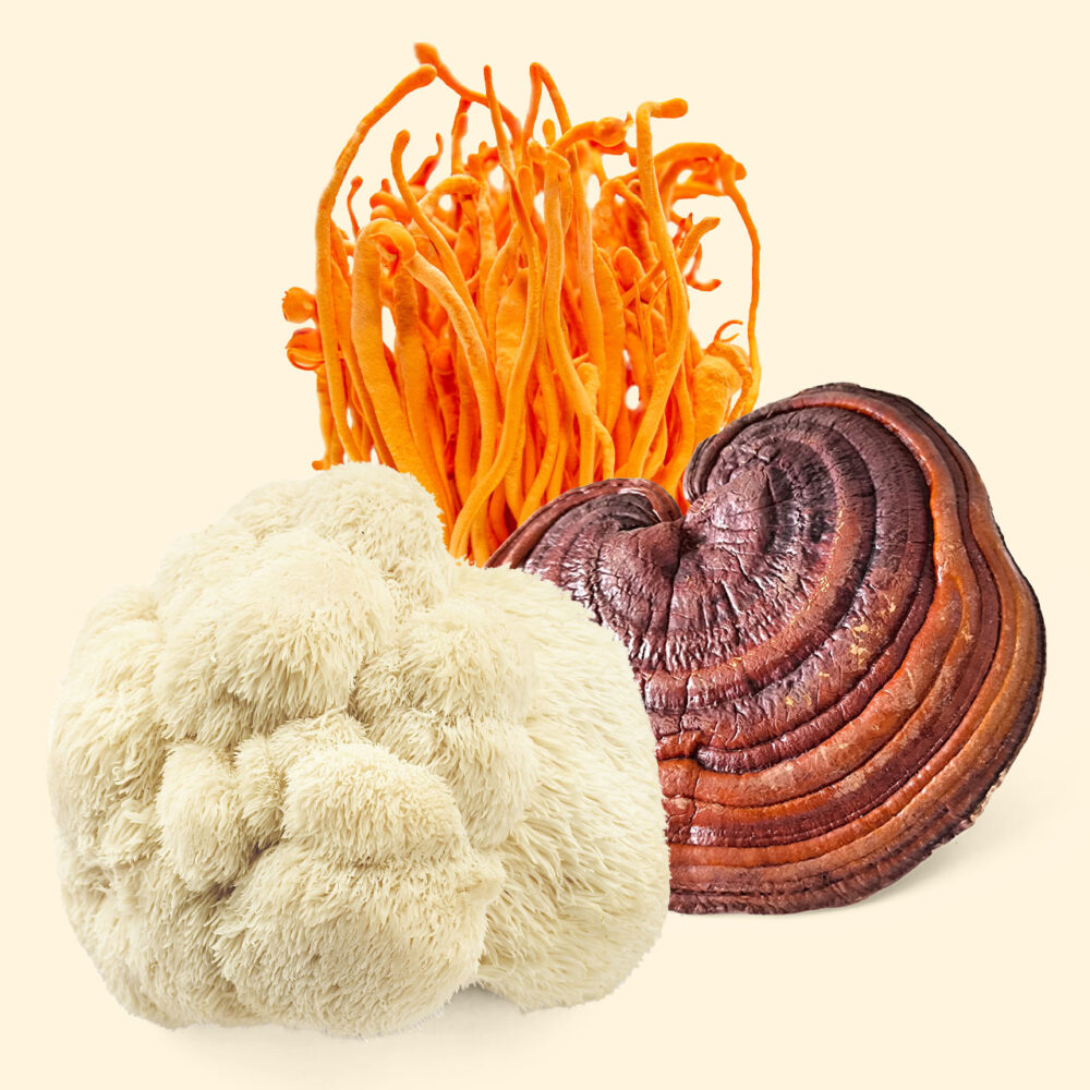 Fab 3 (Lion's Mane, Reishi, Cordyceps) Mushrooms