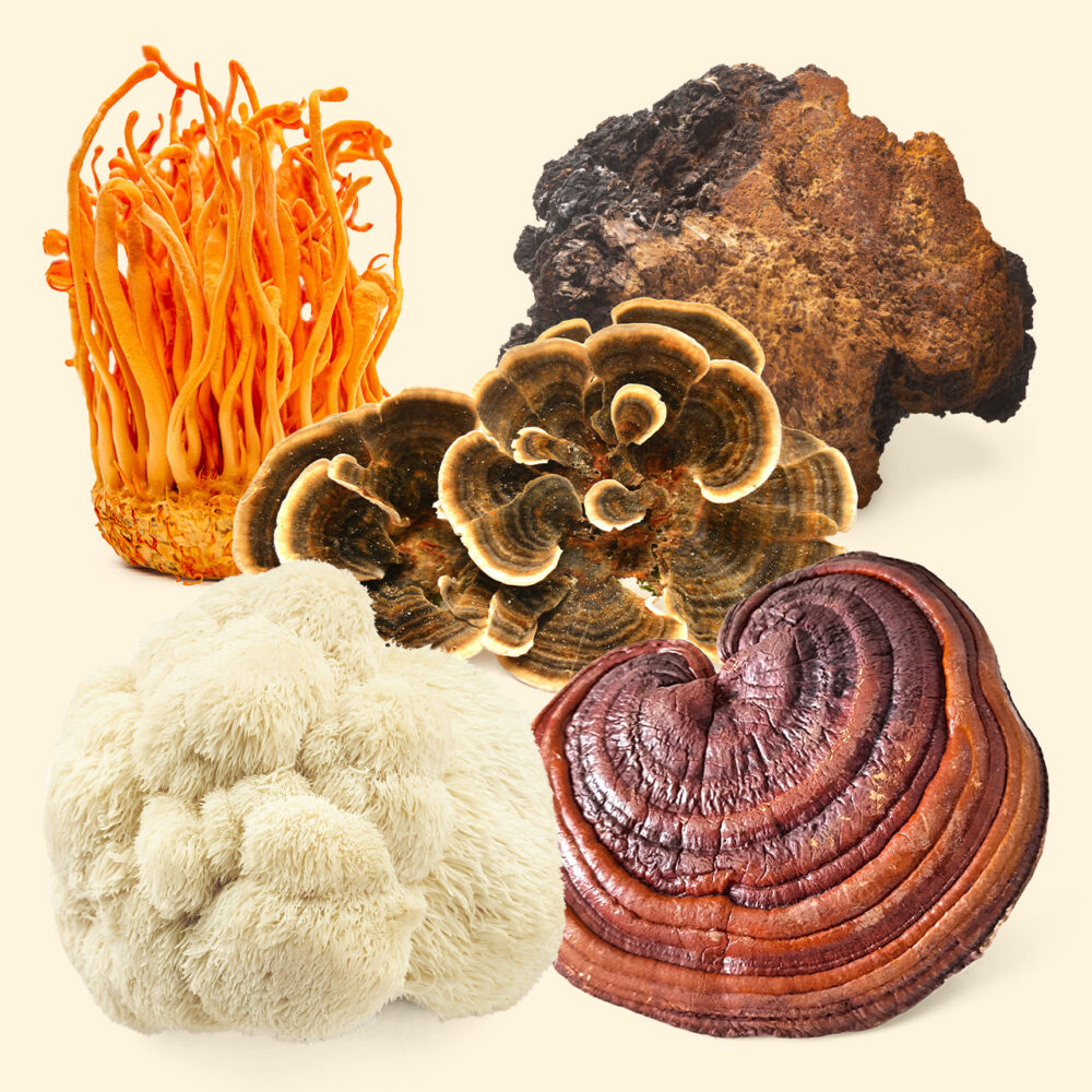 Fab 5 (Lion's Mane, Turkey Tail, Reishi, Chaga, Cordyceps) Mushrooms