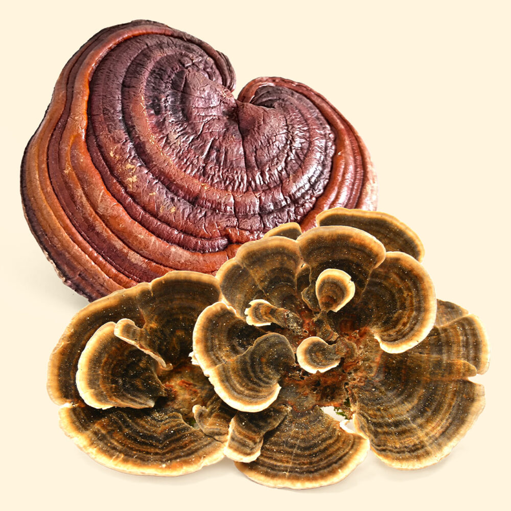 Reishi + Turkey Tail Mushrooms