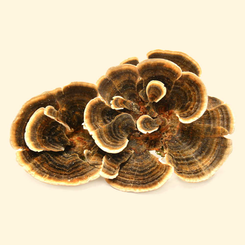 Turkey Tail Mushrooms